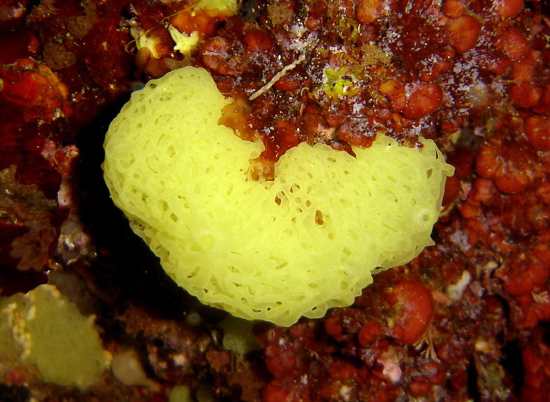  Clathrina clathrus (Laced Yellow Sponge)